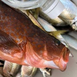 ジグしたりサビキしたり鯛ラバしたり