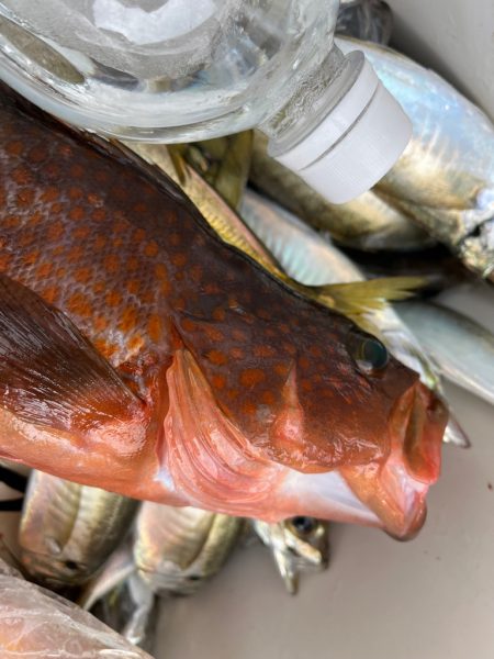 ジグしたりサビキしたり鯛ラバしたり