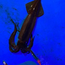 和歌山イカメタル