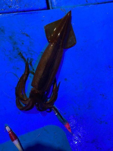 和歌山イカメタル