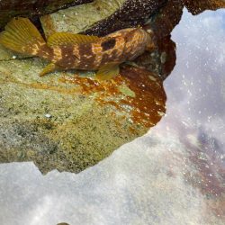 キジハタ狩り再び！