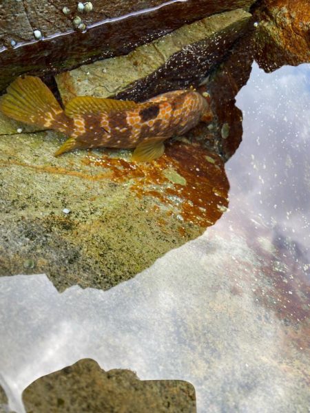 キジハタ狩り再び！