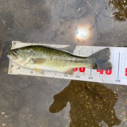 夏のタフったバスにはロングワーム