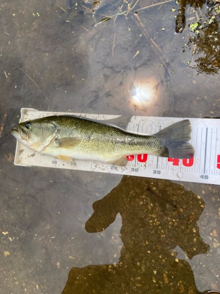 夏のタフったバスにはロングワーム