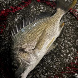 ヘチってきました