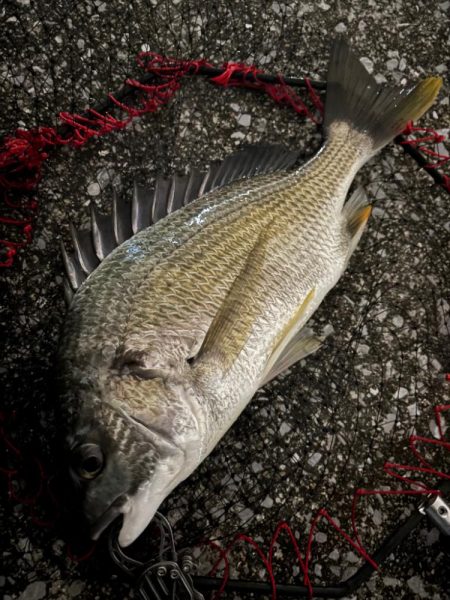 ヘチってきました