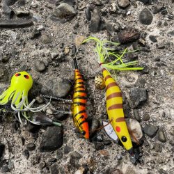 今年初タコ釣り