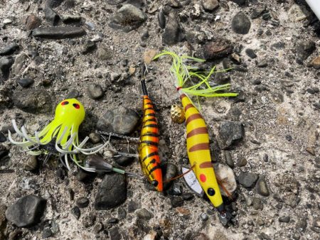 今年初タコ釣り
