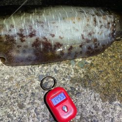 ケンサキエギング