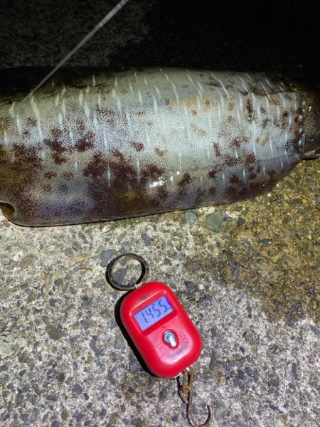 ケンサキエギング