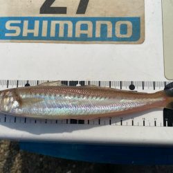 波高移動のシロギスタ