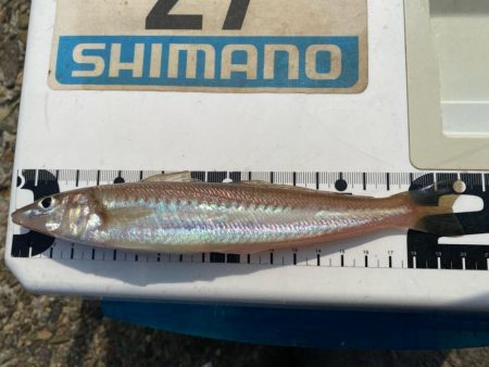 波高移動のシロギスタ