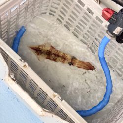 ケンサキイカ/イカメタル・オモリグ