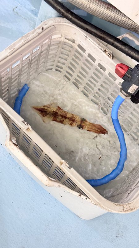 ケンサキイカ/イカメタル・オモリグ