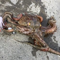 タコ釣り自己ベスト