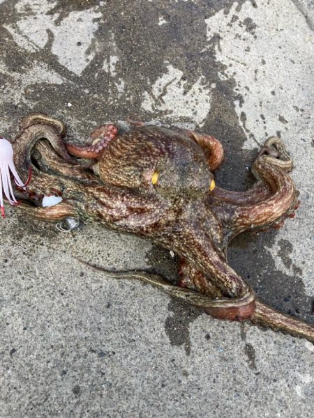 タコ釣り自己ベスト