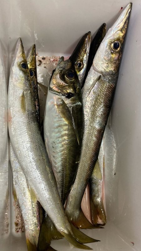 美味しいカマス╰(*´︶`*)╯♡