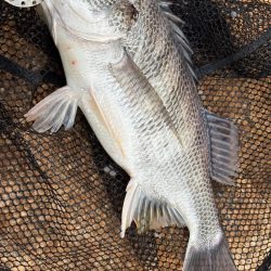 チニングとライトゲーム