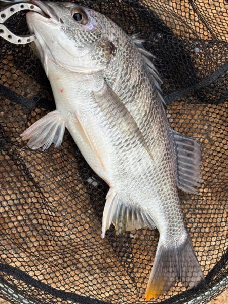 チニングとライトゲーム