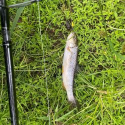 五色沼 トラウト