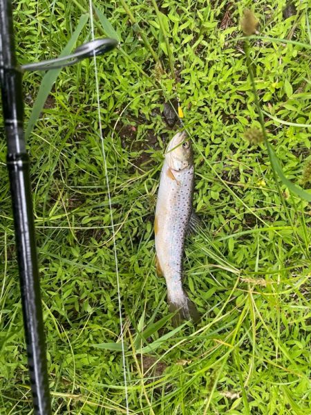 五色沼 トラウト