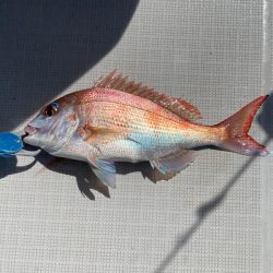 タイラバ　ラクマル