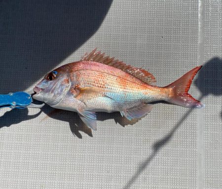 タイラバ　ラクマル