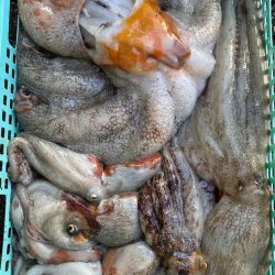 明石沖タコ釣り!自己新記録出ました!