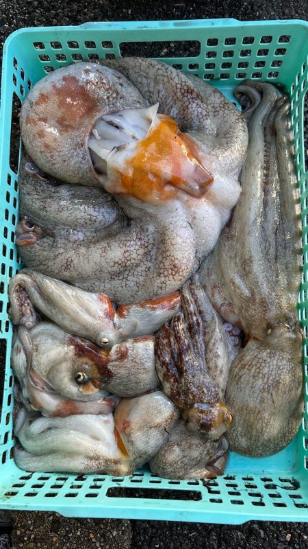 明石沖タコ釣り！自己新記録出ました！