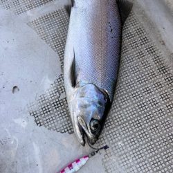 ビワマスジギング！