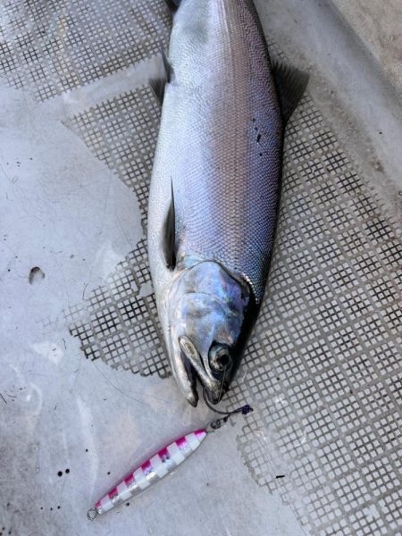 ビワマスジギング！