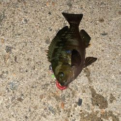 ワームでメジナ