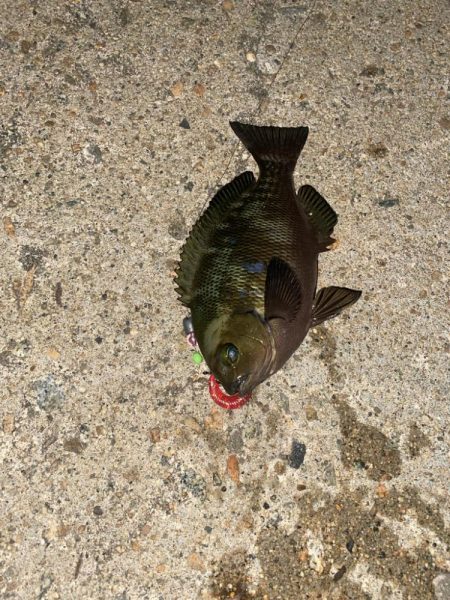 ワームでメジナ