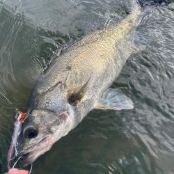 リバーシーバス