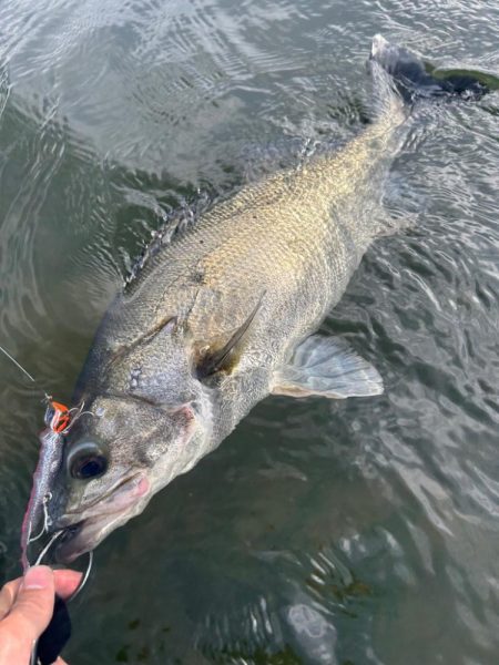 リバーシーバス