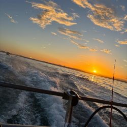 明石タコ調達🐙