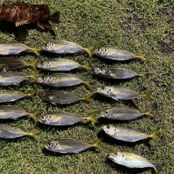 釣れてよかった