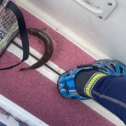 タチウオどこ？タコどこ？（苦笑）