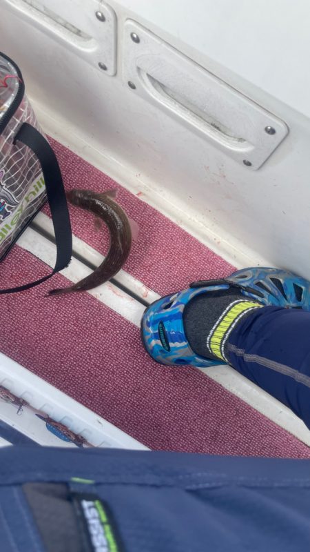 タチウオどこ？タコどこ？（苦笑）