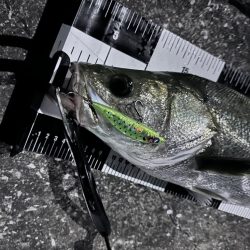 二ヶ月ぶりのシーバスくん！待ってたよ！　※小言あり