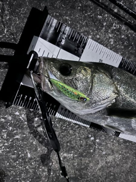 二ヶ月ぶりのシーバスくん！待ってたよ！　※小言あり