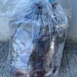 【タコフィネス】タコジグの縦の釣りでタコ20杯弱