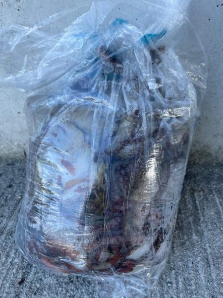 【タコフィネス】タコジグの縦の釣りでタコ20杯弱