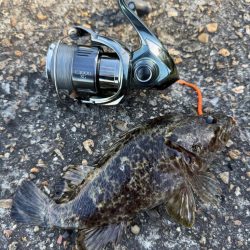 ロックフィッシュ