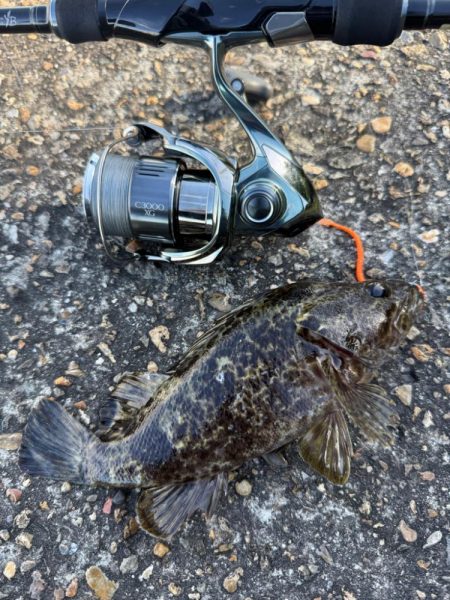 ロックフィッシュ