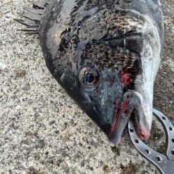 エビ撒きでチヌ釣れました