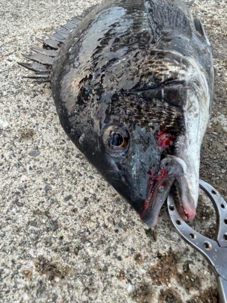 エビ撒きでチヌ釣れました