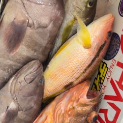 根魚/落とし込み