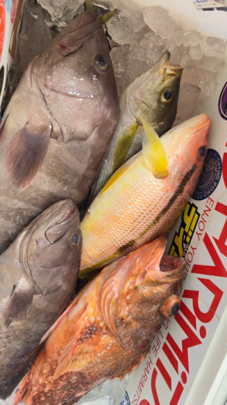 根魚/落とし込み