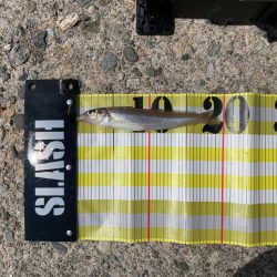 10年振りのキス釣りへ